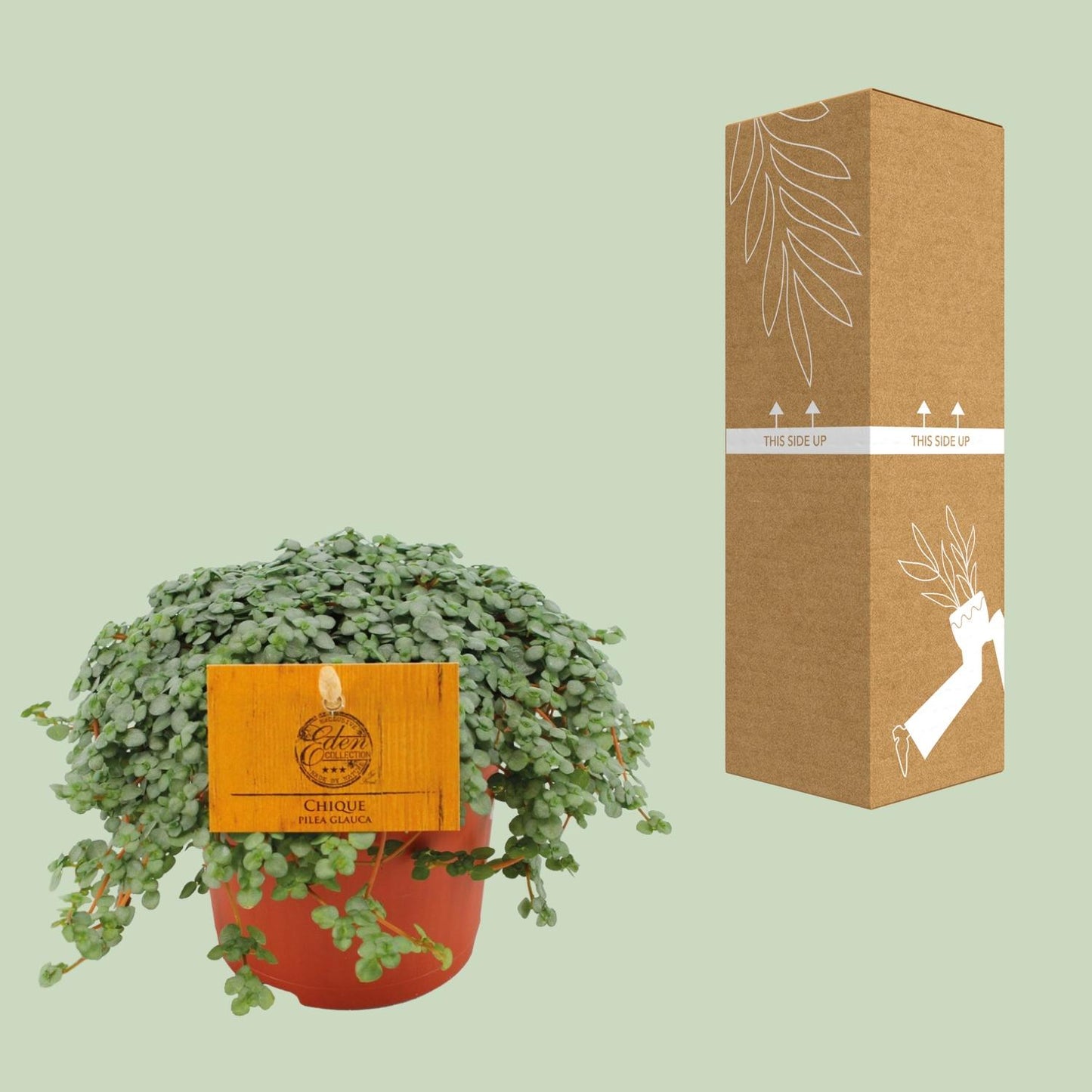 Pilea Glauca – Pflegeleichte Zimmerpflanze Ø11cm