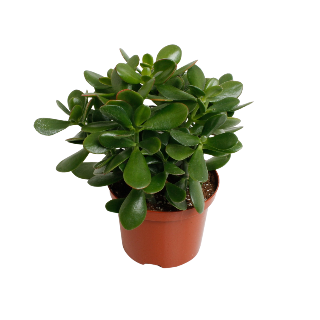 Crassula Argentea Ovata – Pflegeleichte Glücksbaum-Pflanze Ø17cm