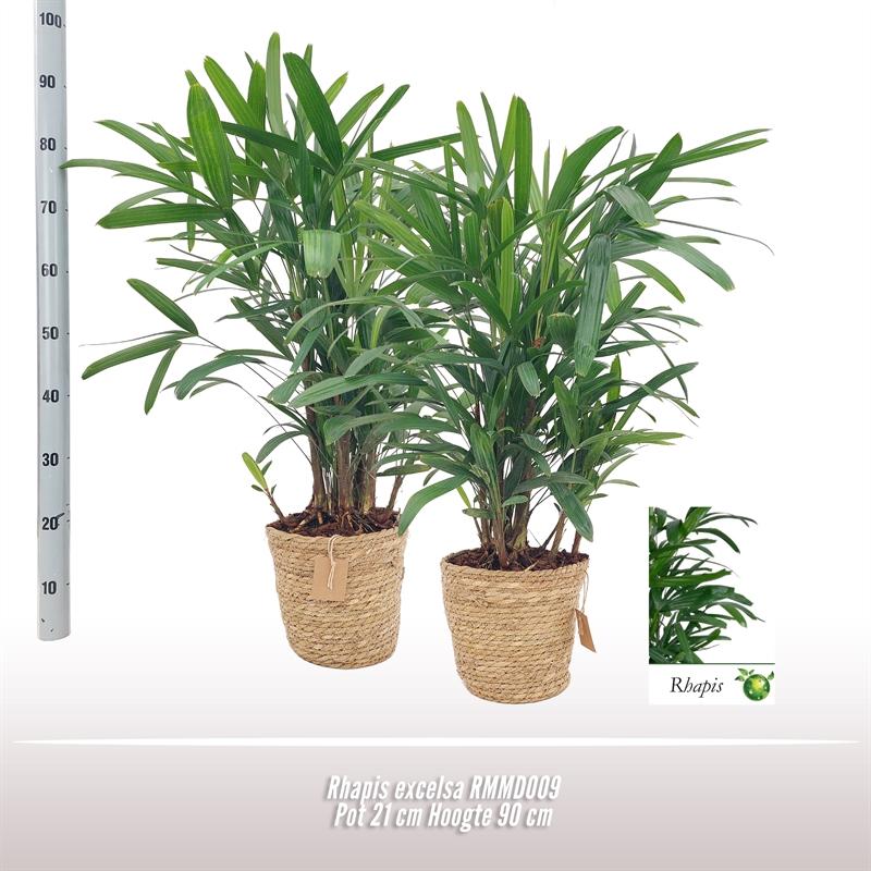 Rhapis Excelsa – Pflegeleichte Zimmerpflanze Ø21cm