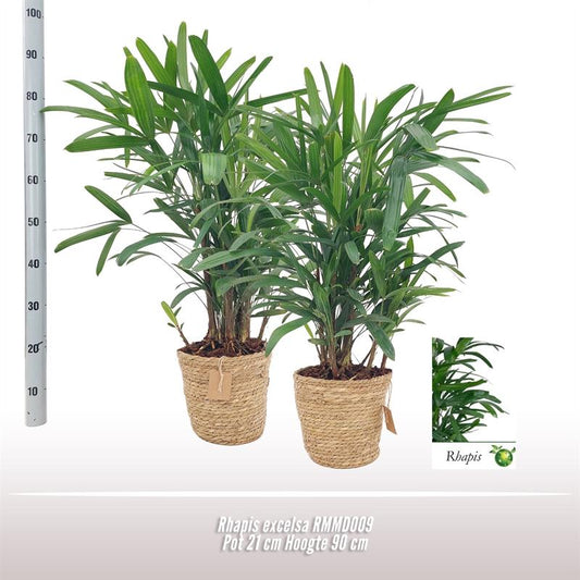 Rhapis Excelsa – Pflegeleichte Zimmerpflanze Ø21cm
