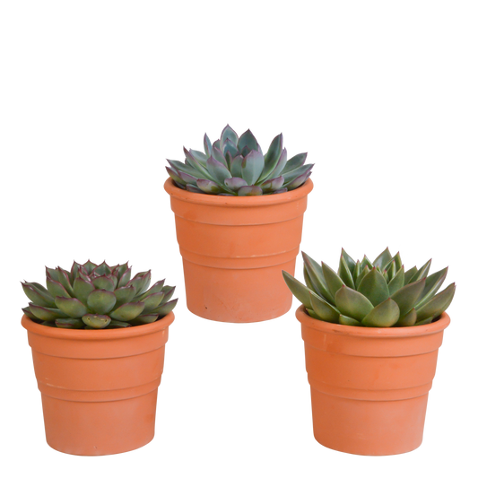 Echeveria-Mix 3er Set im Terrakottatopf 10,5 cm