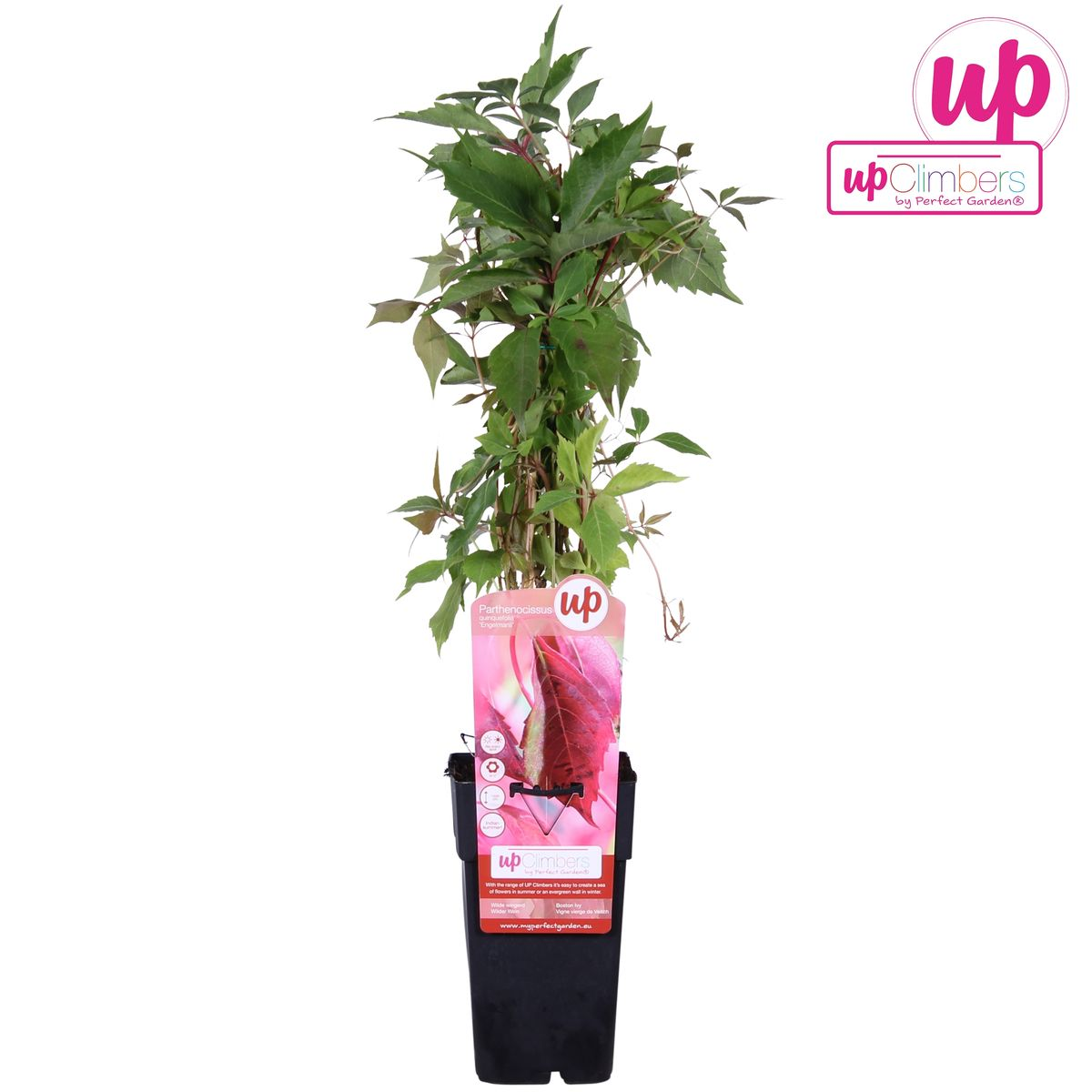 Parthenocissus quinquefolia 'Engelmannii' – Selbstkletternder Wild Wingerd Ø15cm