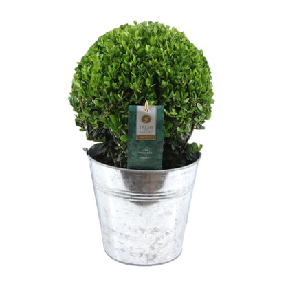 Ilex Crenata 'Jenny' Kugel – Pflegeleichte Stechpalme im Zinktopf