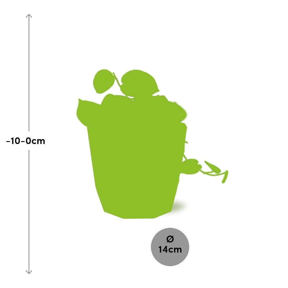 Scindapsus Pictus ‘Argyraeus’ in ELHO b.for rock 14 cm warm grey