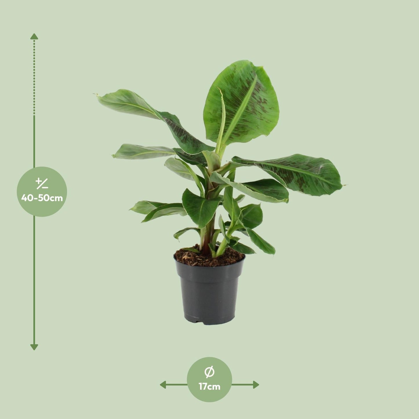 Musa Oriental Dwarf – Pflegeleichte Zwergbanane Ø17cm