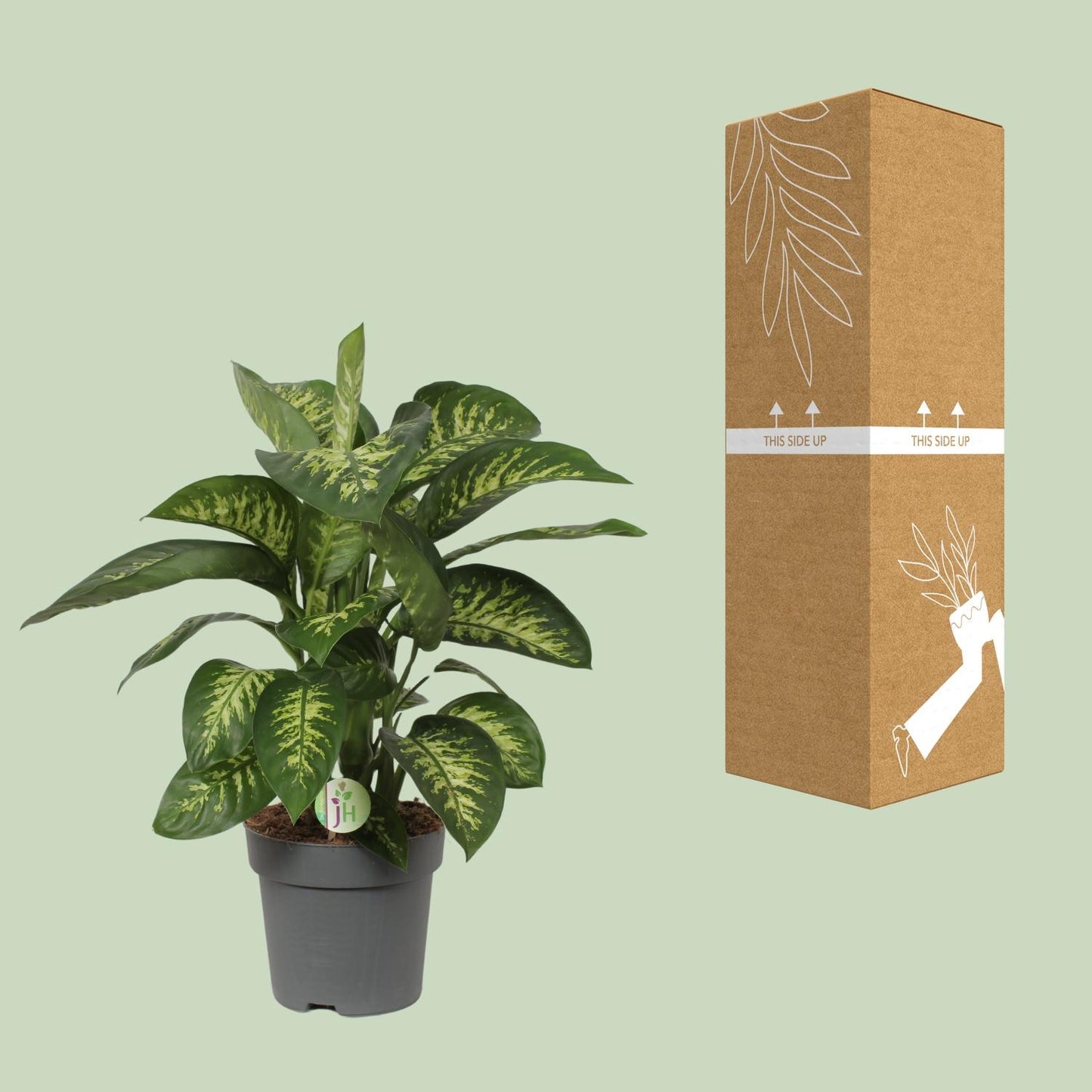 Dieffenbachia Reeva – Tropische, pflegeleichte Zimmerpflanze Ø24cm