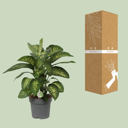 Dieffenbachia Reeva – Tropische, pflegeleichte Zimmerpflanze Ø24cm