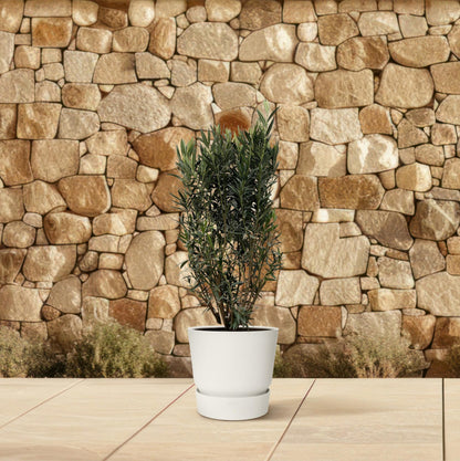 Nerium Oleander Strauch – 180 cm, Ø 40 cm, pflegeleicht & robust