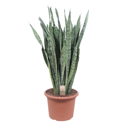 Sansevieria Zeylenica – Pflegeleichte Zimmerpflanze 110 cm