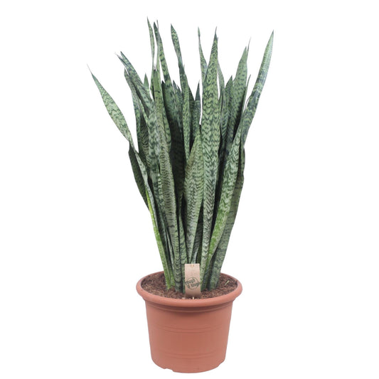 Sansevieria Zeylenica – Pflegeleichte Zimmerpflanze 110 cm