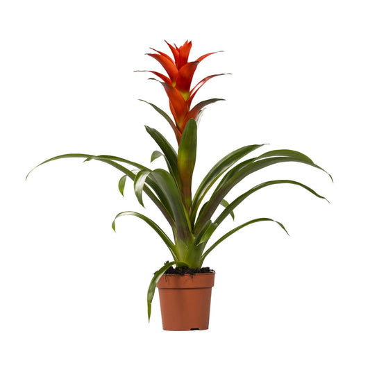 Guzmania Ostara – Exotische, pflegeleichte Zimmerpflanze Ø12cm