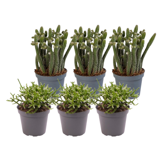 6x Rhipsalis Mix – Pflegeleichte Sukkulenten für Zuhause