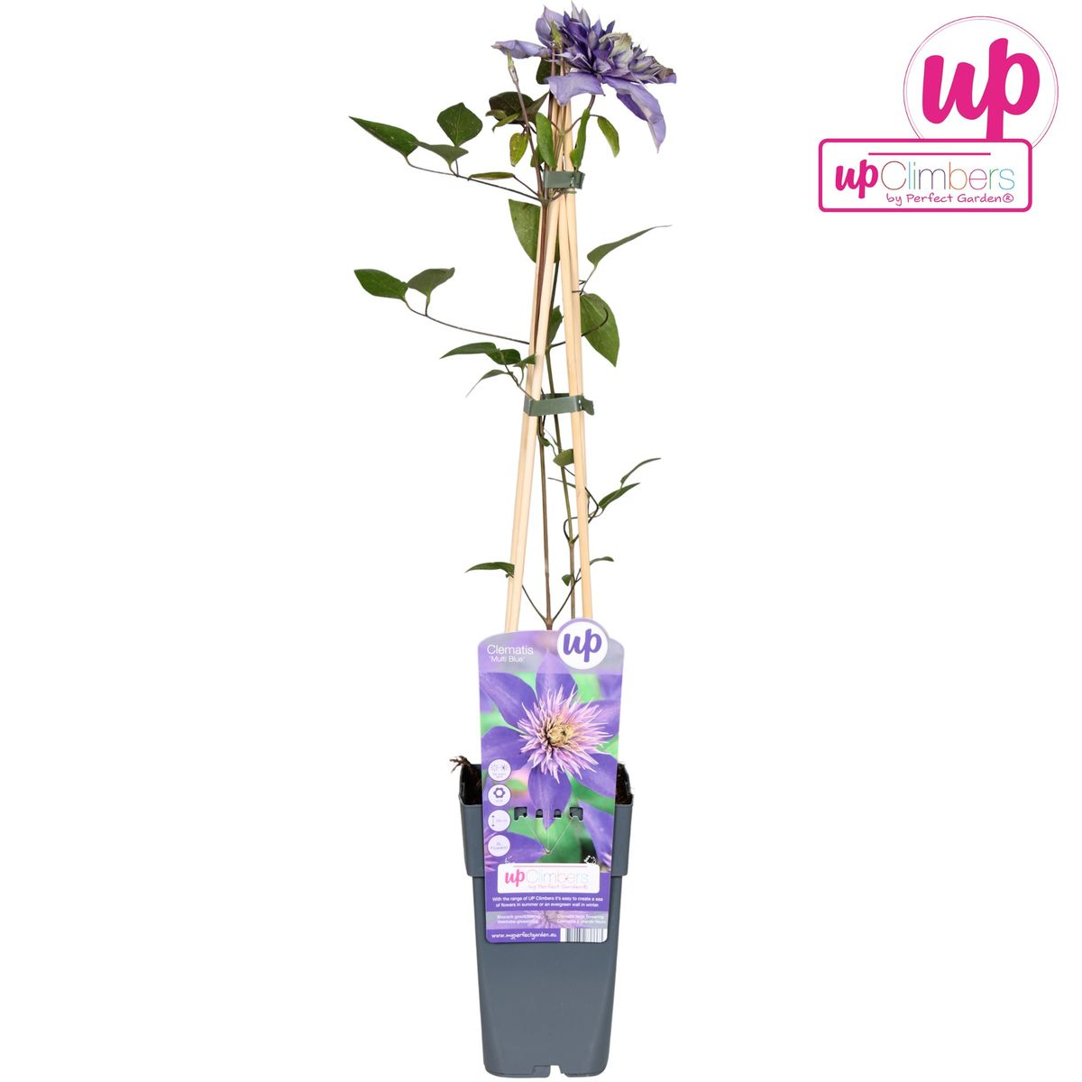 Clematis Multi Blue – Blühende, pflegeleichte Kletterpflanze Ø15cm