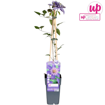 Clematis Multi Blue – Blühende, pflegeleichte Kletterpflanze Ø15cm