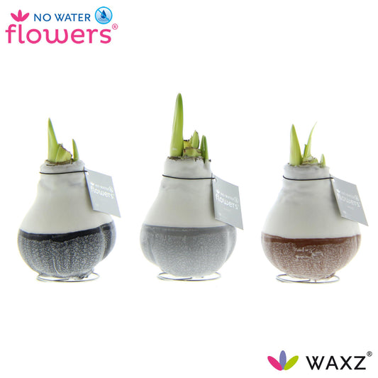 No Water Flowers Waxz Dipz Natural – 3er Set Ø7 cm