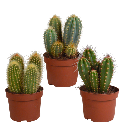 Cereus-Mischung 3er Set – Säulenkakteen 10,5 cm