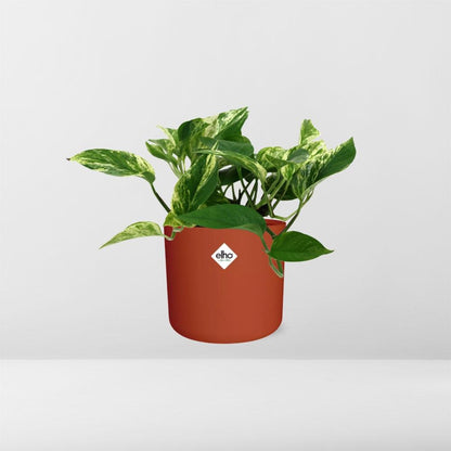 Scindapsus Marble Queen in ELHO b.for soft rond 14cm brique