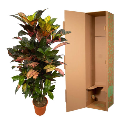 Codiaeum Iceton vertakt – Bunte, pflegeleichte Zimmerpflanze 120 cm