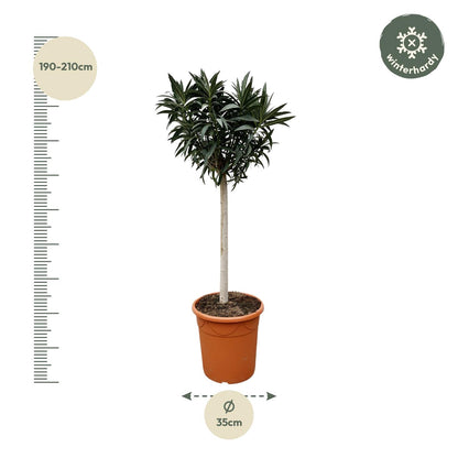 Nerium Oleander Stamm mit rosa Blüten – 200 cm, Ø35 cm