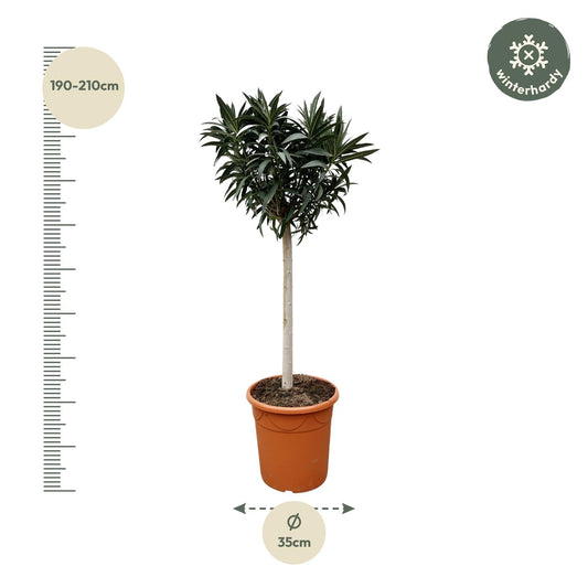Nerium Oleander Stamm mit rosa Blüten – 200 cm, Ø35 cm