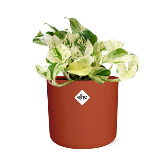 Epipremnum Pinnatum Happy Leaf im ELHO b.for soft Rond 14cm Brique