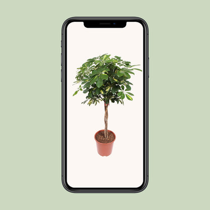 Schefflera Gold Capella - Ø27cm - ↕120cm