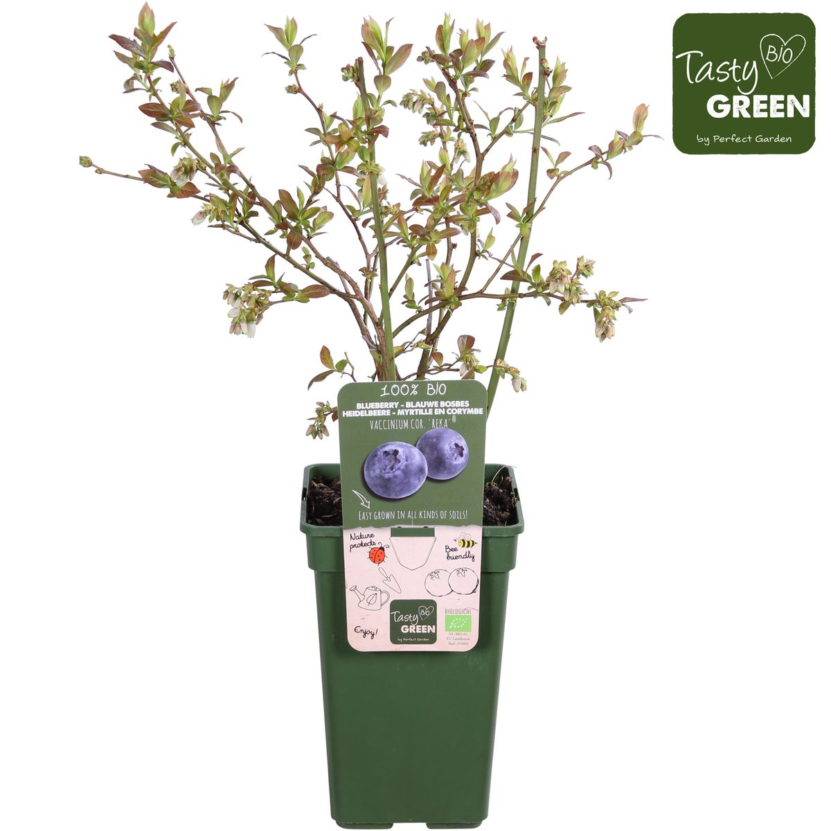 Vaccinium corymbosum 'Reka' – Bio-Blaubeere Ø13cm, 45cm hoch