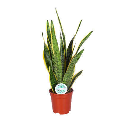 Sansevieria Trifasciata Laurentii – Pflegeleichte Schlangenpflanze Ø17cm