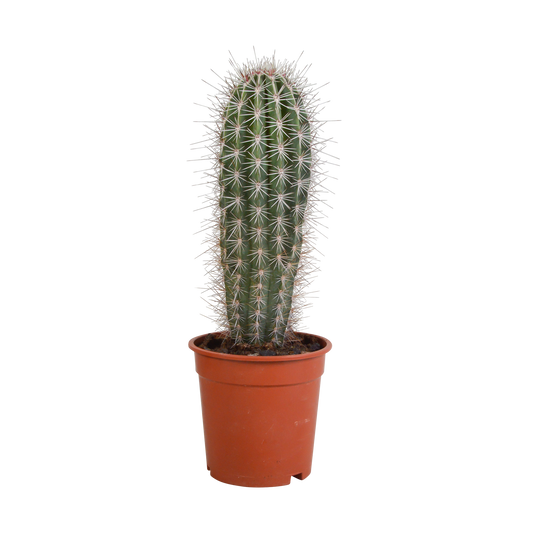 Pachycereus pringlei – Säulenkaktus 17 cm ohne Topf