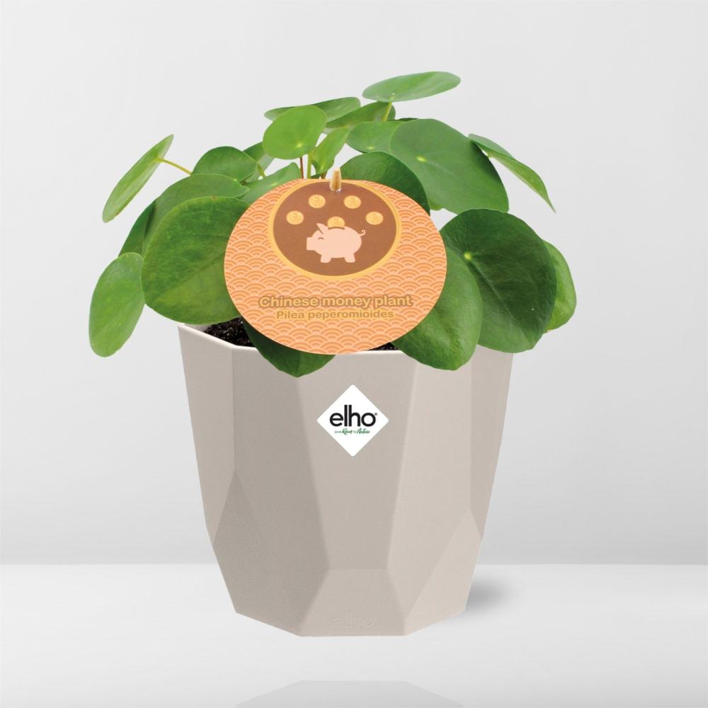 Pilea Peperomioides 12cm in ELHO b.for rock 14cm warm grey