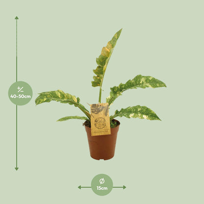 Philodendron Ring Of Fire – Pflegeleichte Zimmerpflanze Ø15cm