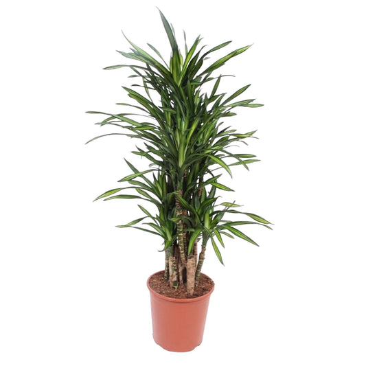 Dracaena Riki – Pflegeleichte Zimmerpflanze 140 cm
