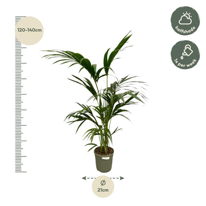 Kentia-Palme 130 cm – Pflegeleichte Zimmerpflanze