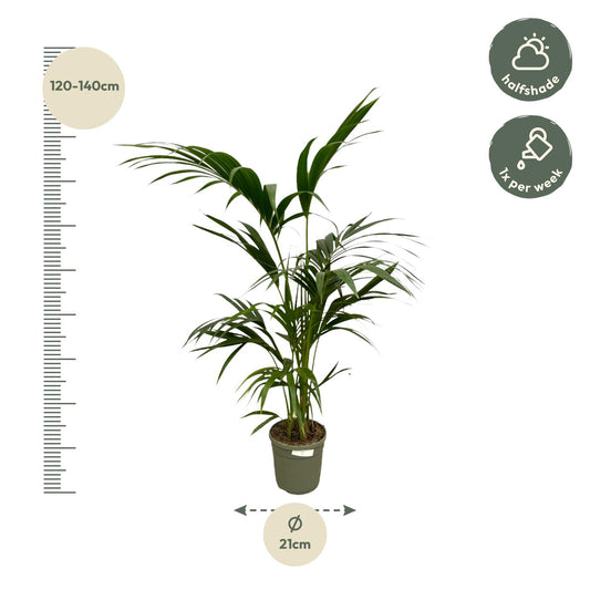 Kentia-Palme 130 cm – Pflegeleichte Zimmerpflanze