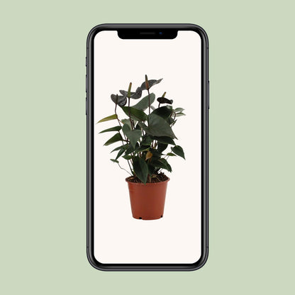 Anthurium Black Love – Pflegeleichte Zimmerpflanze Ø12cm