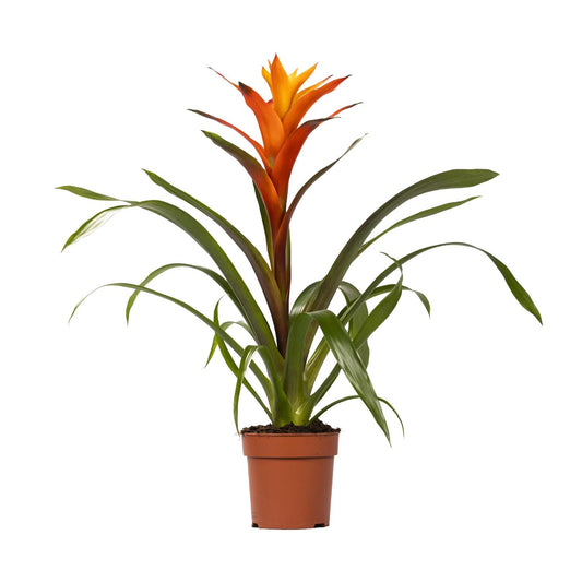 Guzmania Variada – Exotische, pflegeleichte Zimmerpflanze Ø12 cm