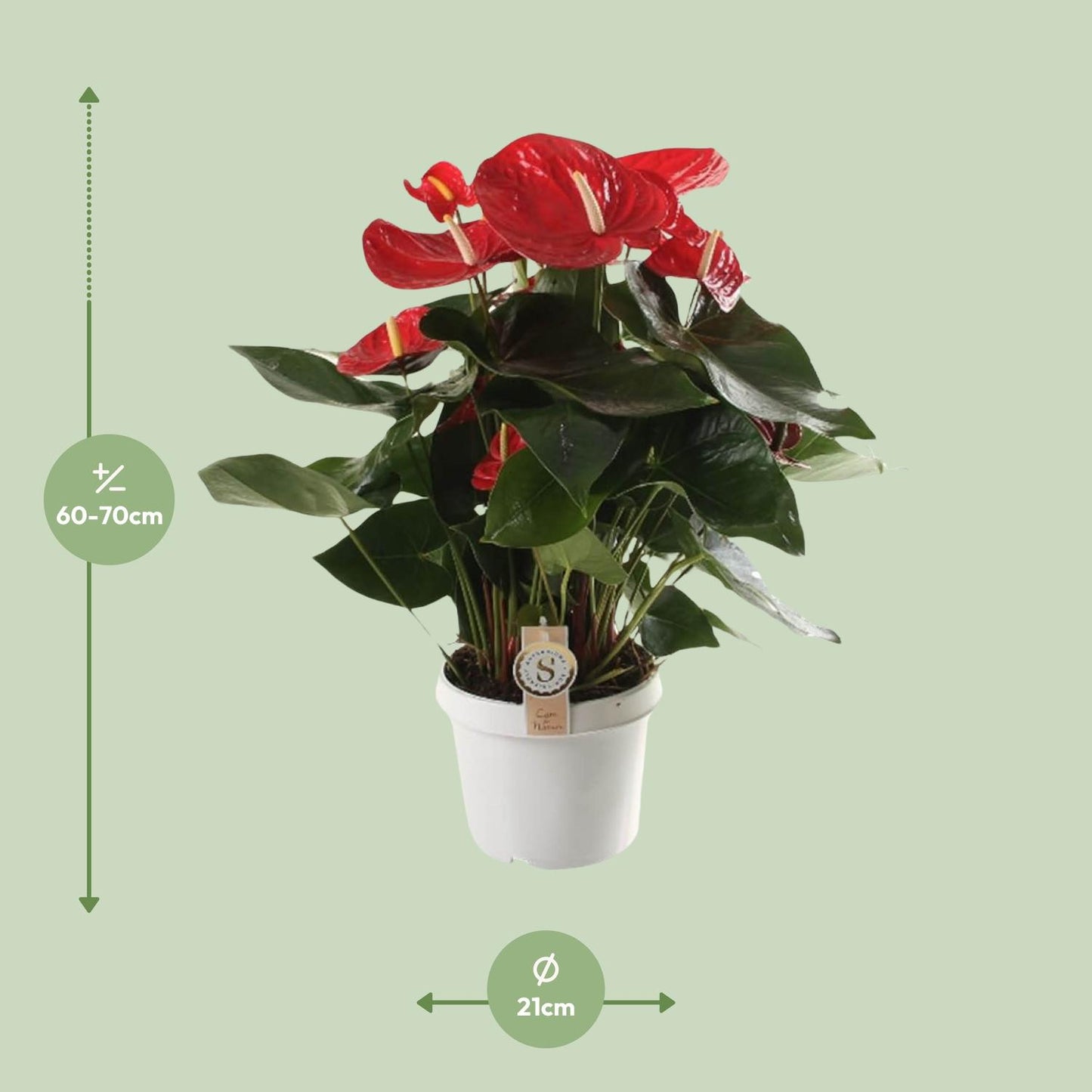 Anthurium Red Champion – Tropische, pflegeleichte Zimmerpflanze Ø21cm
