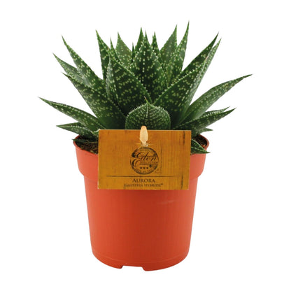 Gasteria Hybride Aurora – kompakte Kuhzungenpflanze Ø11cm