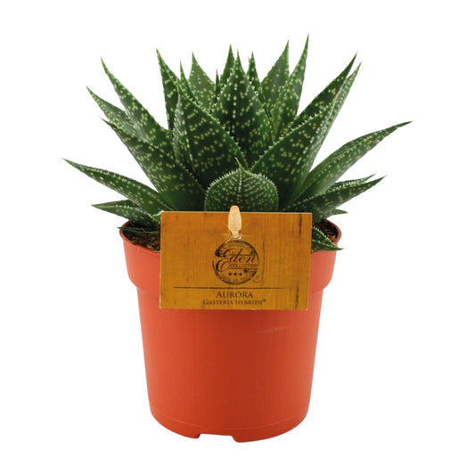 Gasteria Hybride Aurora – kompakte Kuhzungenpflanze Ø11cm