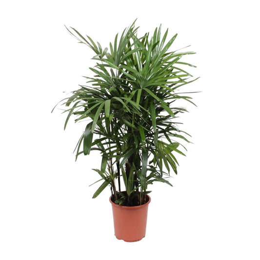 Rhapis Excelsa – Pflegeleichte Steckenpalme Ø27cm, 120cm hoch