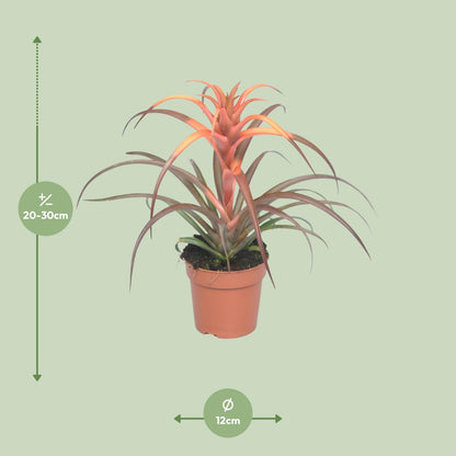 Tillandsia Capitata – pflegeleichte Luftpflanze Ø12cm