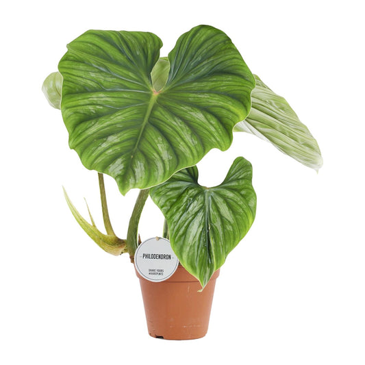 Philodendron Plowmanii – Pflegeleichte Tropenpflanze Ø15cm