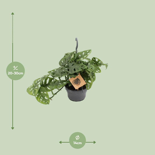 Monstera Monkey Leaf – Pflegeleichte exotische Zimmerpflanze