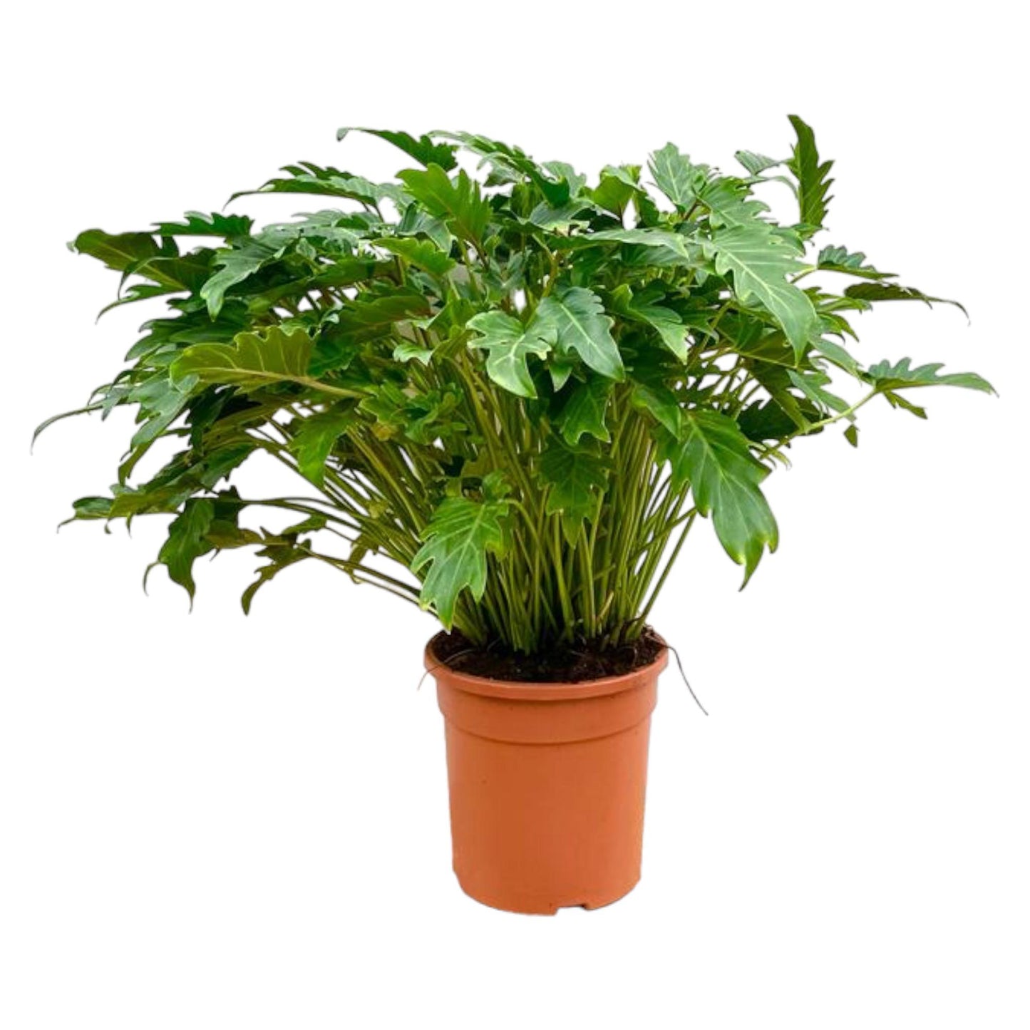 Philodendron Xanadu – Pflegeleichte tropische Zimmerpflanze