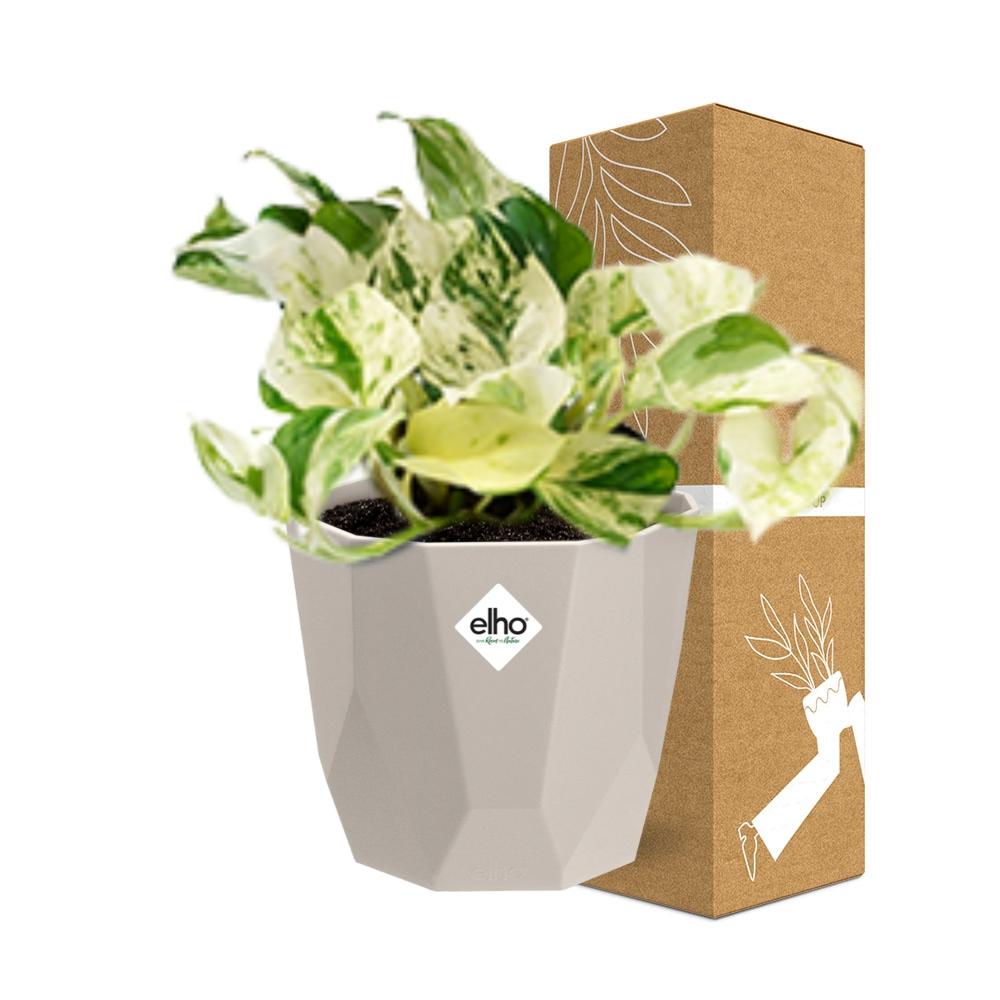 Epipremnum Pinnatum Happy Leaf in ELHO b.for rock 14 cm warm grey