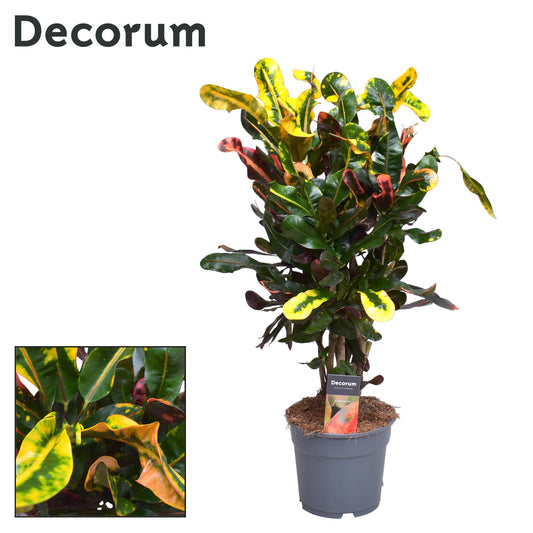 Kroton Mammi – Bunte, pflegeleichte Zimmerpflanze, 60 cm