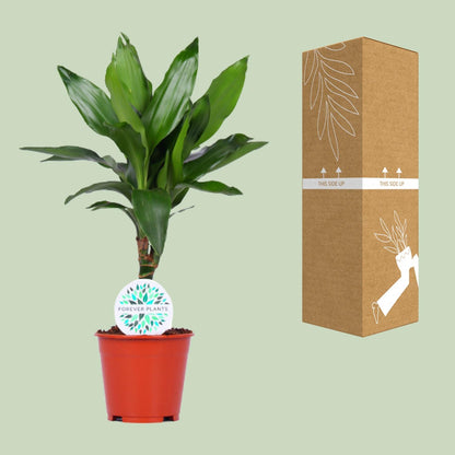 Dracaena Janet Lind – Pflegeleichte Zimmerpflanze Ø14cm