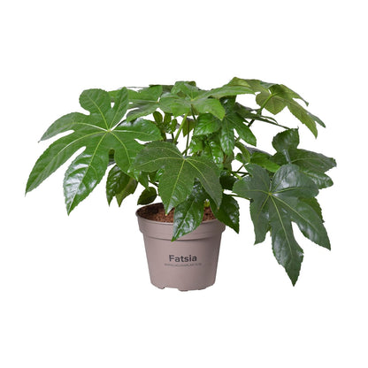 Fatsia Japonica – Pflegeleichte Zimmerpflanze Ø15cm