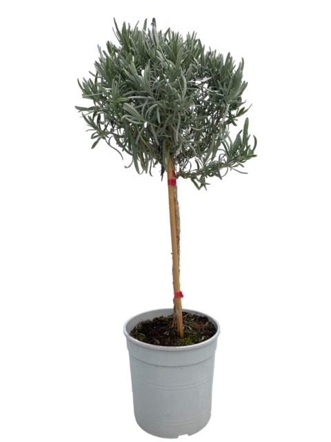 Lavandula Angustifolia auf Stamm – Duftender Lavendel Ø18cm