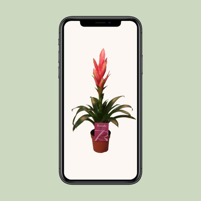 Tillandsia Ziva – Pflegeleichte luftreinigende Zimmerpflanze Ø12cm, 50cm hoch